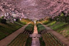 15. Цветение сакуры в Японии. Фотограф Agustin Rafael Reyes.