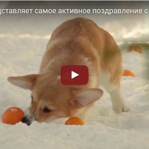 А как встречают Новый год и Рождество Ваши любимые питомцы?!
